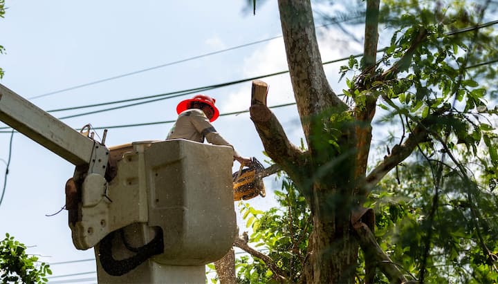 Tree care and maintenance services in Madison