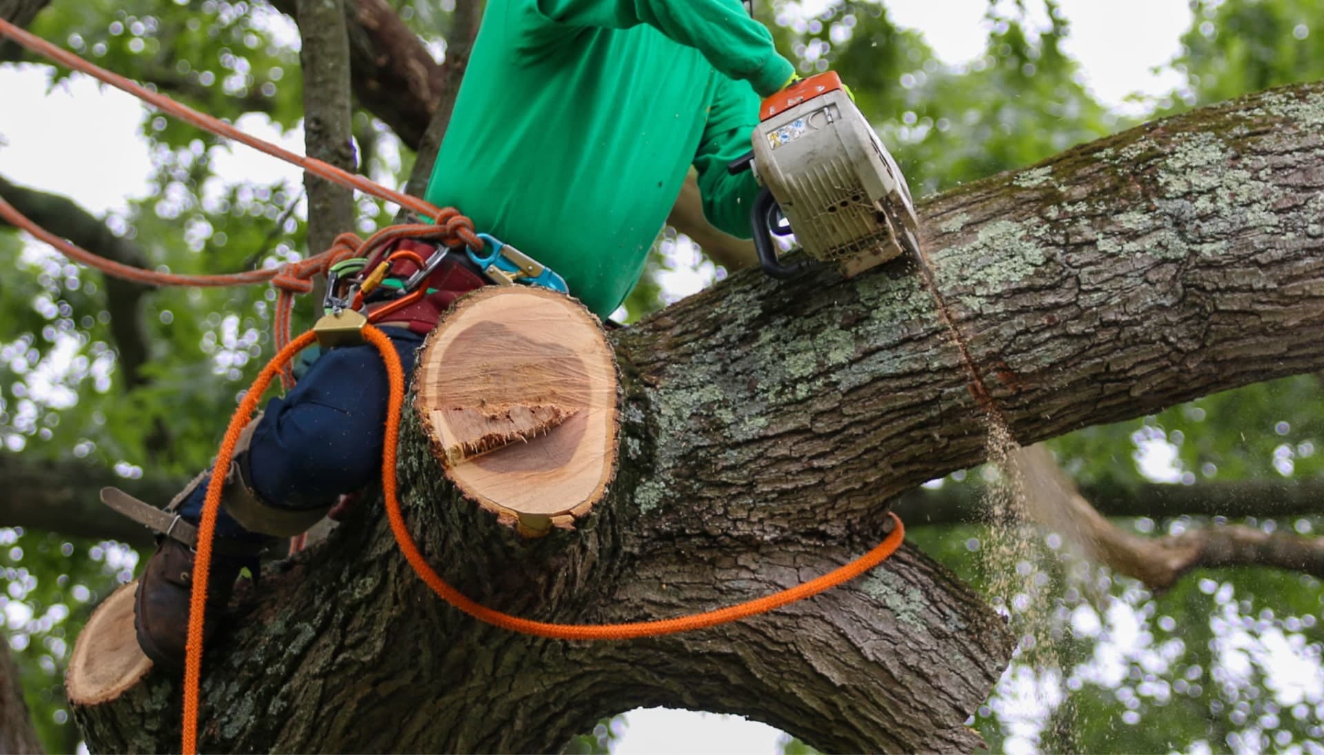 Shed your worries away with best tree removal in Madison