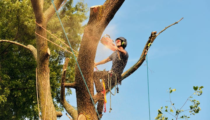 Get rid of tree problems with the expert tree removal contractors in Madison
