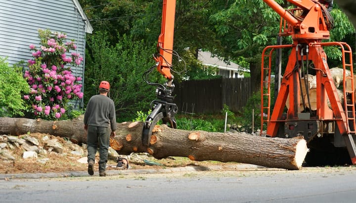 tree removal madison al