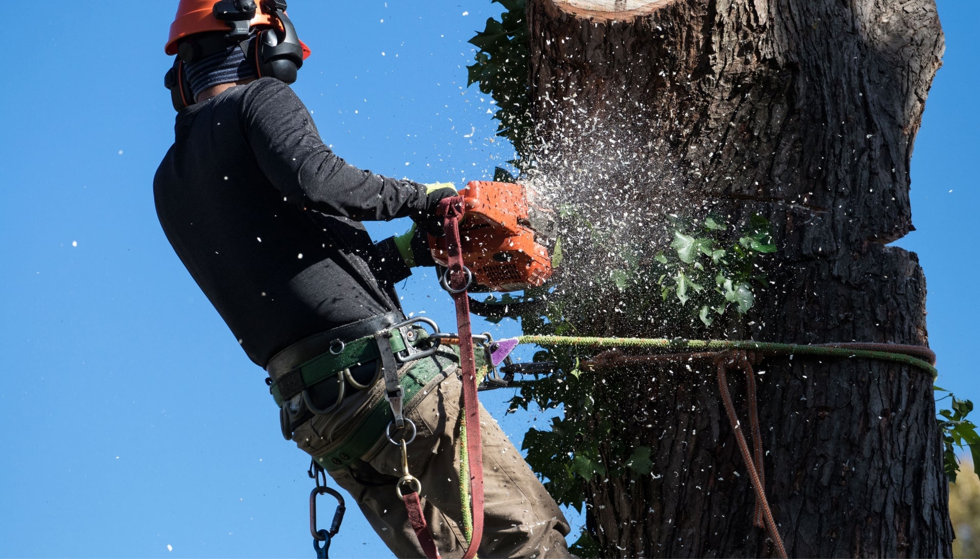 Professional Tree removal solutions in Madison